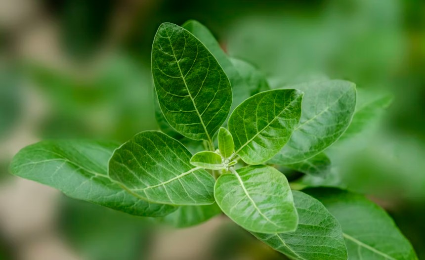 Best Ayurvedic Products For Immunity Boost.jpg